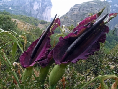 dracunculus vulgaris