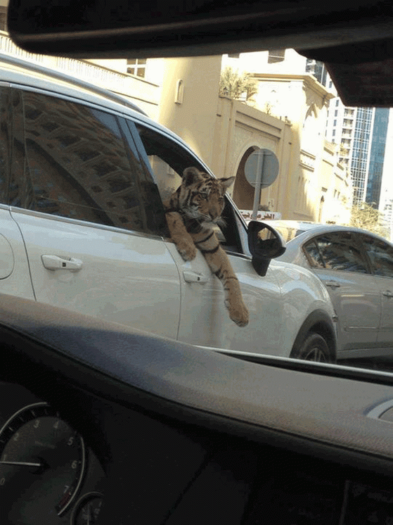 dubai tiger