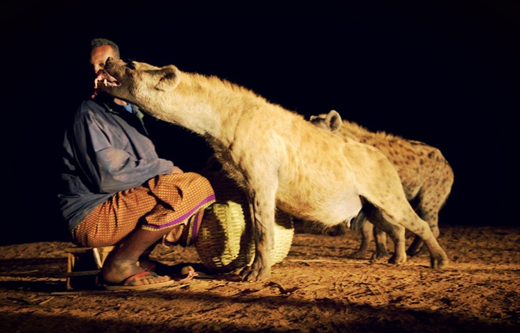 dubuk manja dengan abbas hyena