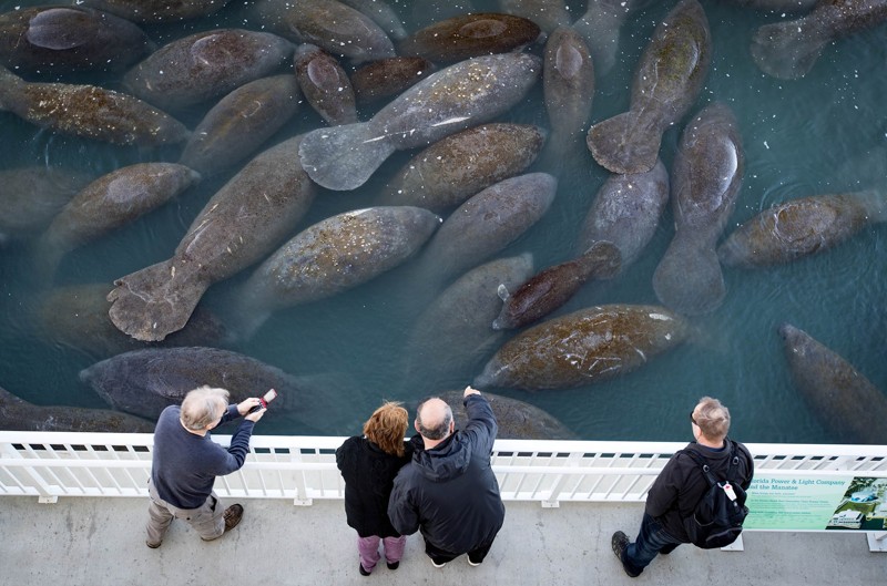 dugong di florida