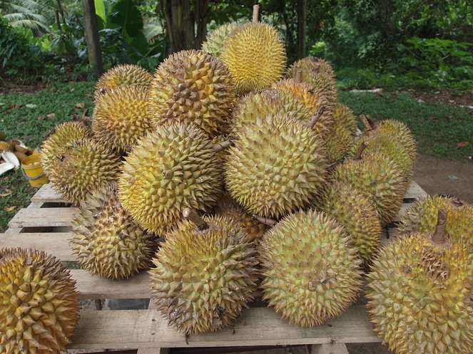 durian raja segala buah