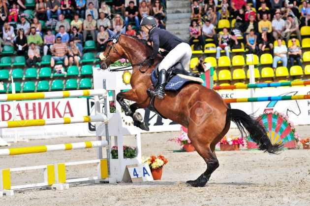 dutch warmbloods