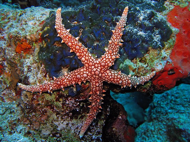 egyptian sea star 298