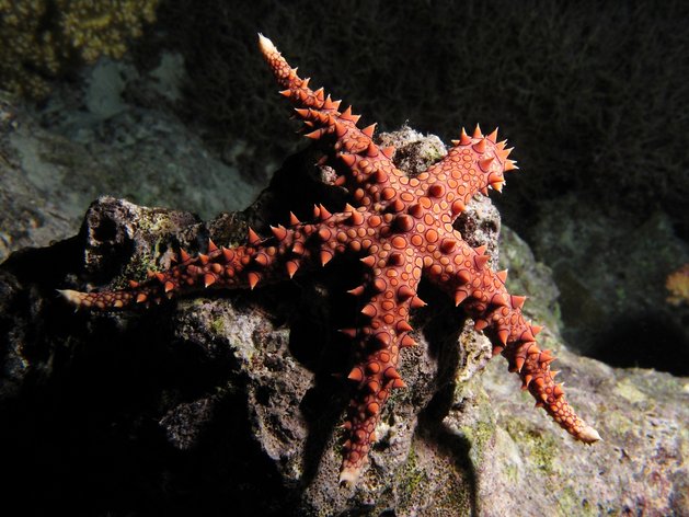 egyptian sea star