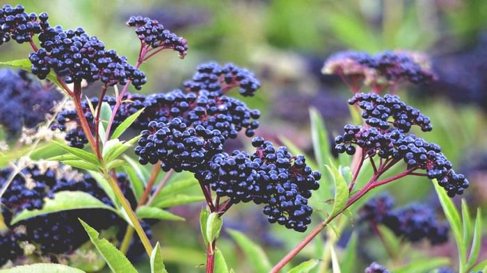 elderberry