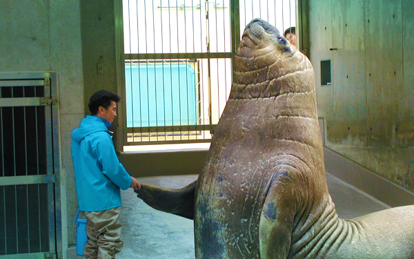 elephant seal