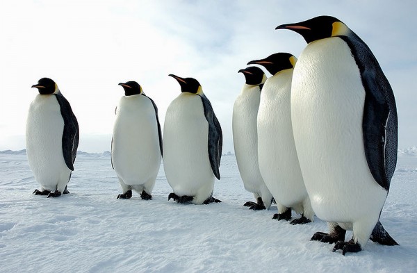 emperor penguins