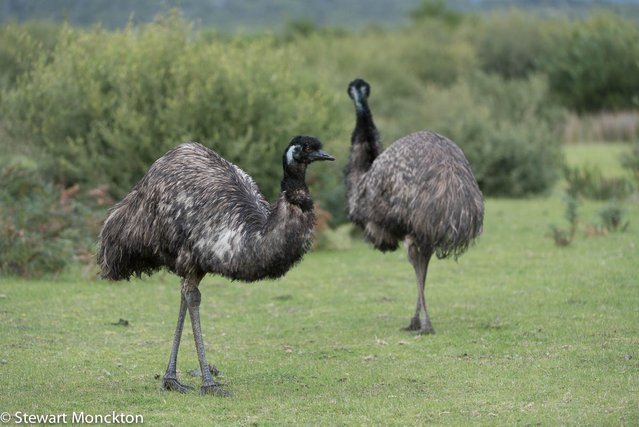 emu