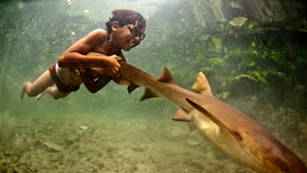 enal penyelam muda bajau berenang bersama ikan jerung peliharaannya