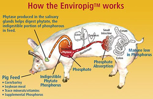 enviropig