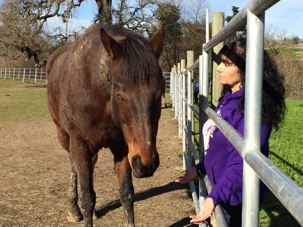 equine reiki