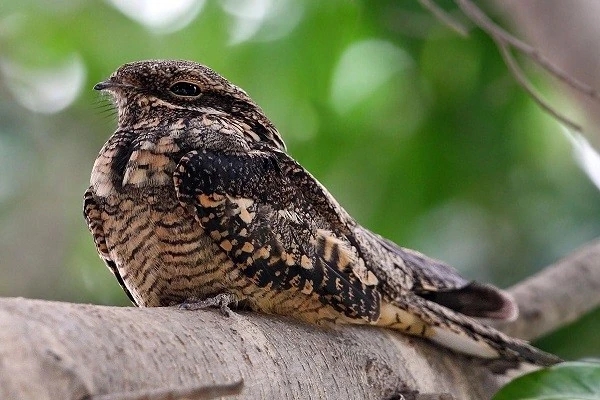 european nightjars 370