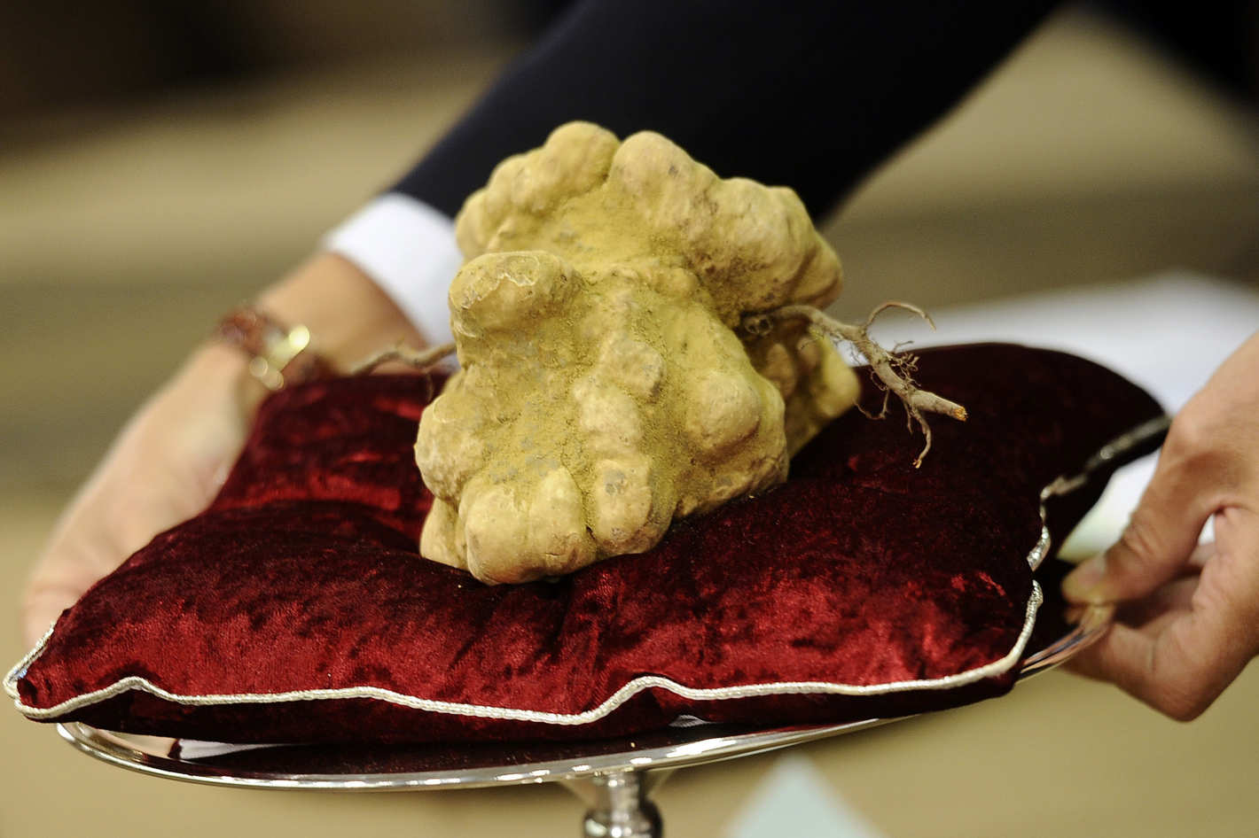 european white truffle