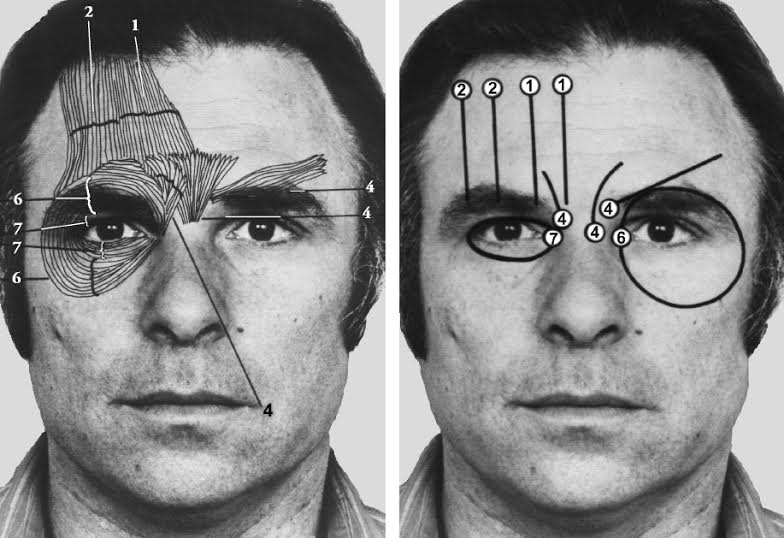 facial action coding system