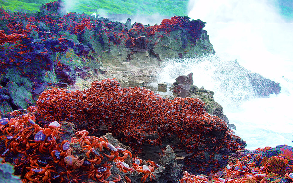 fenomena ketam merah