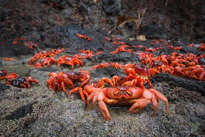 fenomena penghijrahan ketam merah