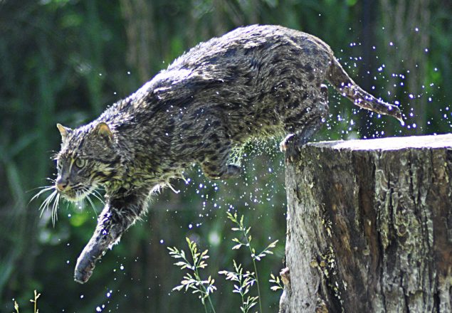 fishing cat