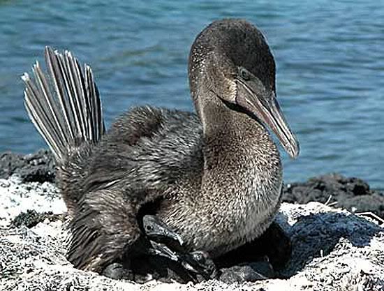 flightless cormorant