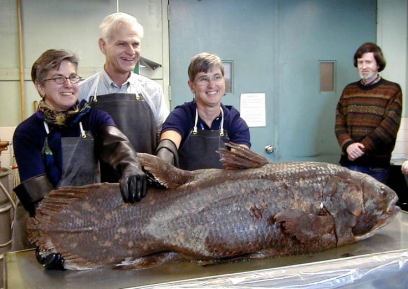 fosil ikan coelacanth 2