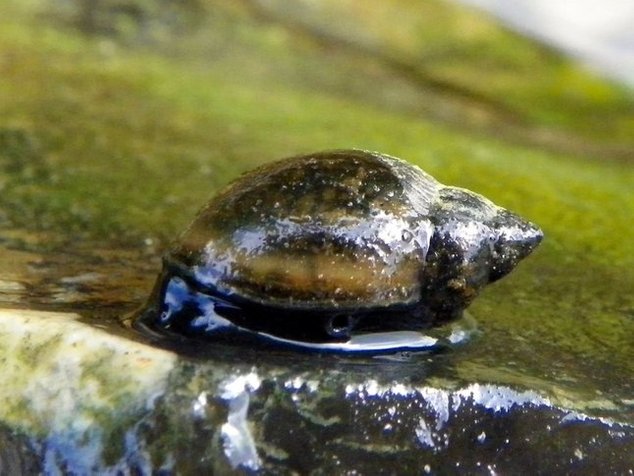 freshwater snail