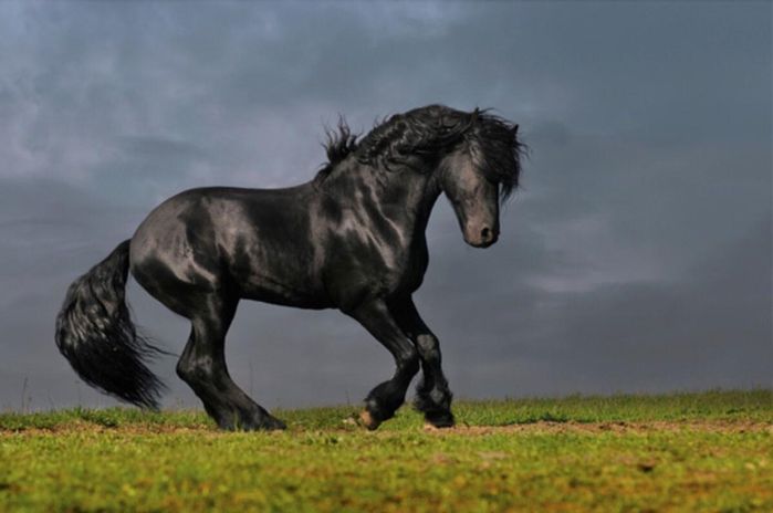 friesian