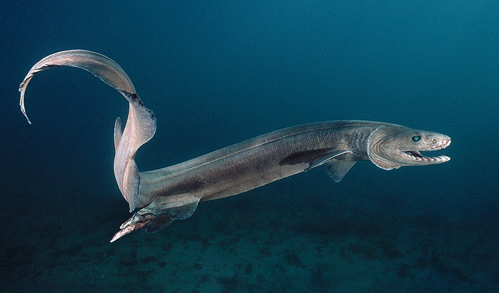 frilled shark