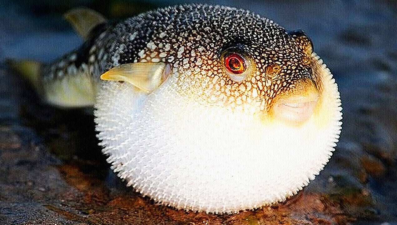 fugu