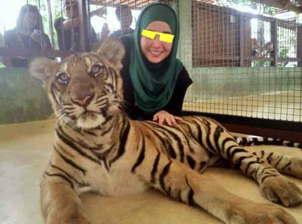 gadis dengan harimau memaparkan keberanian yolo