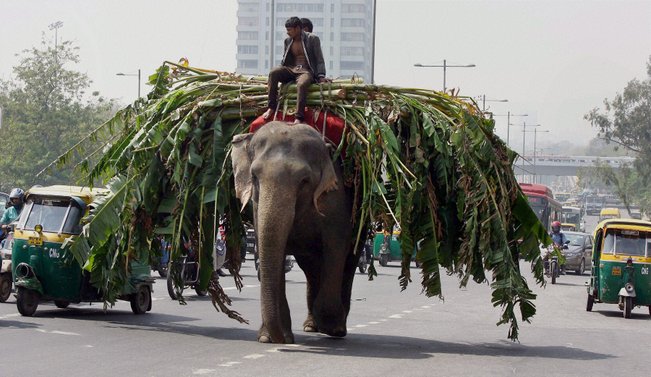 gajah bawa muatan