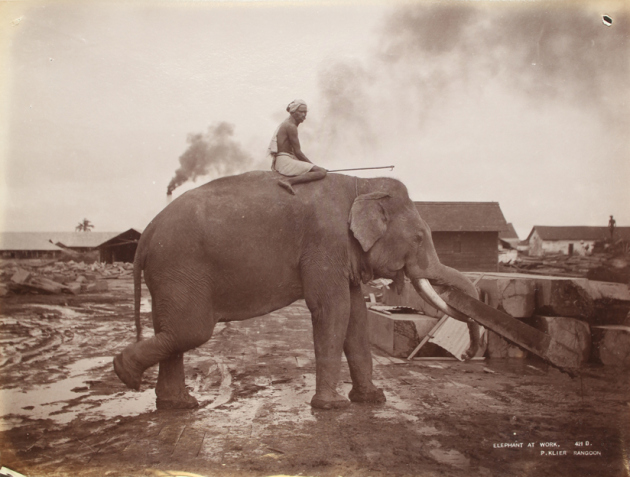 gajah kerja