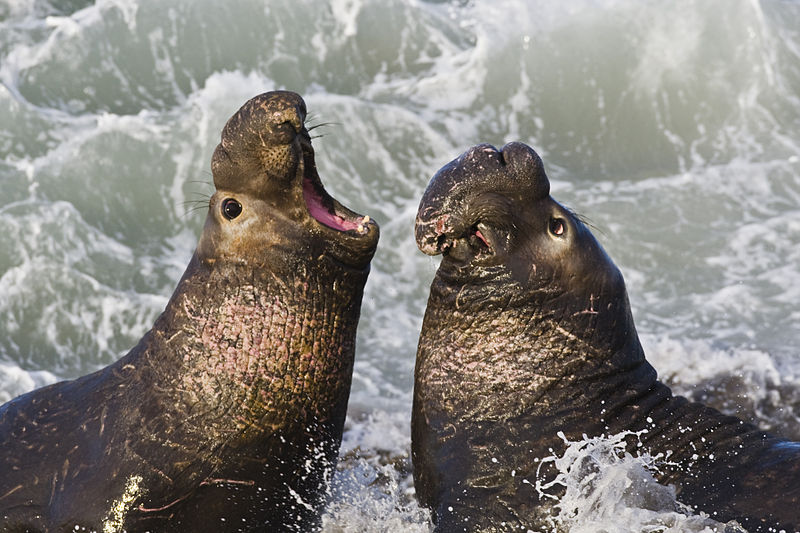 gajah laut utara