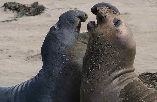 gajah laut