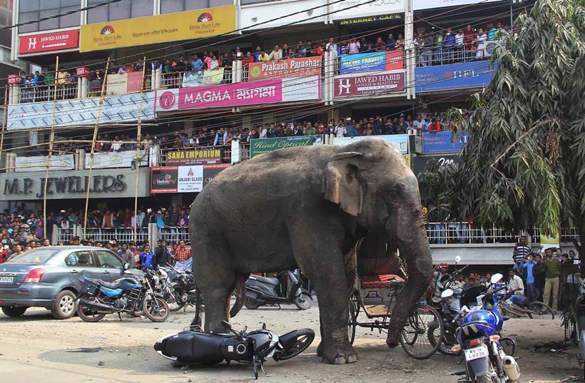 gajah naik minyak