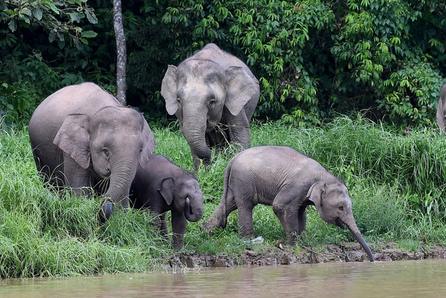 gajah pygmy makin pupus