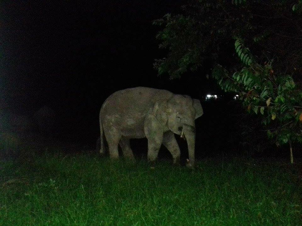 gajah sesat berkeliaran cari makanan di kantin smk telupid sabah 3