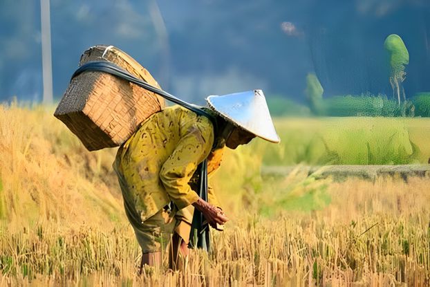 gambaq orang kampung bekerja keras