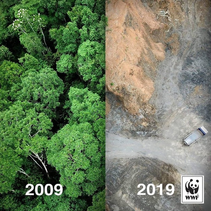 gambar hutan palsu yang dipercayai