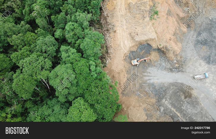 gambar hutan sebenar