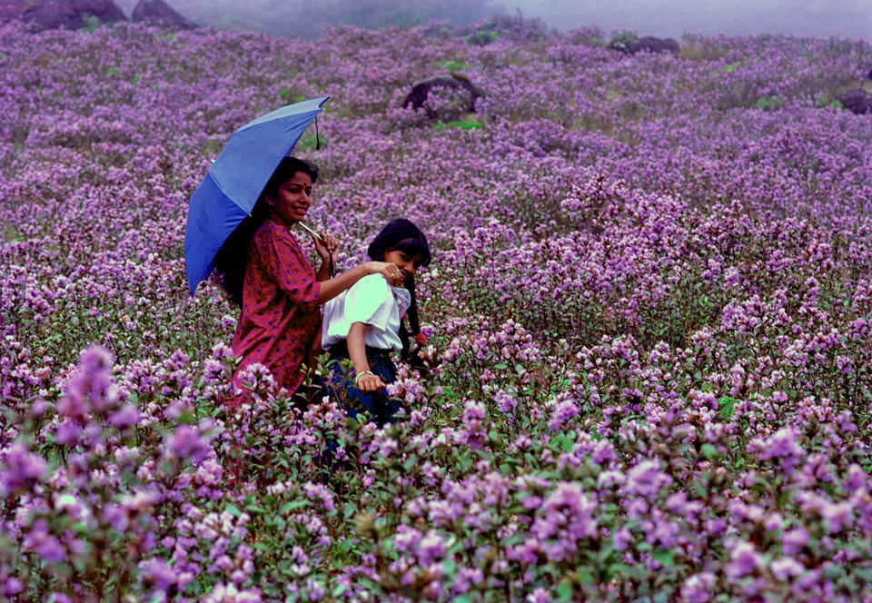 gambar lama penduduk tempatan bergambar bersama bunga neelakurinji