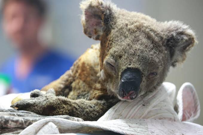 gambar sekitar kebakaran hutan di australia 13