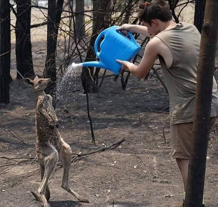 gambar sekitar kebakaran hutan di australia 7