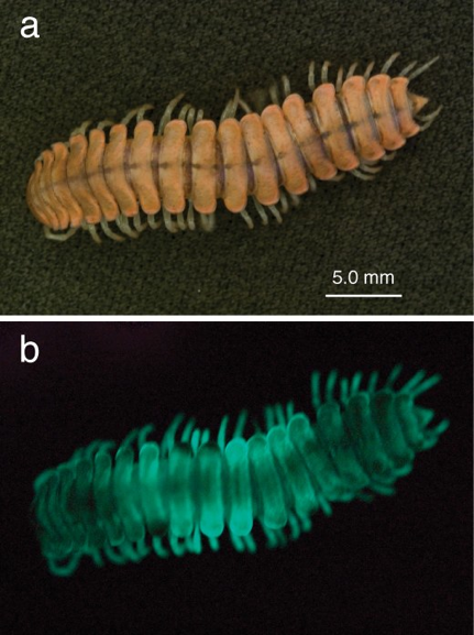 genus motyxia