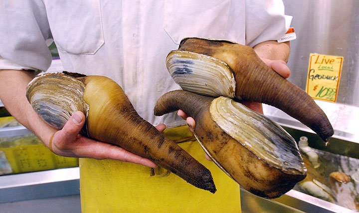 geoduck clam