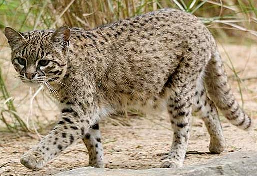 geoffroy cat