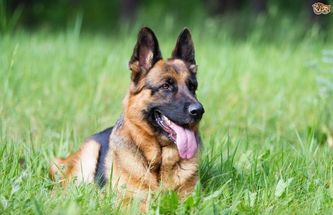 german shepard 8 fakta brutal yang ramai tak tahu mengenai perang dunia pertama