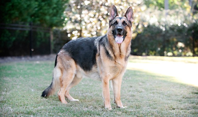 german shepard