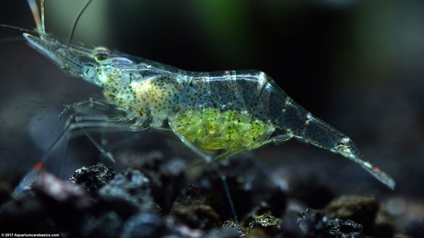 ghost shrimp udang lut sinar