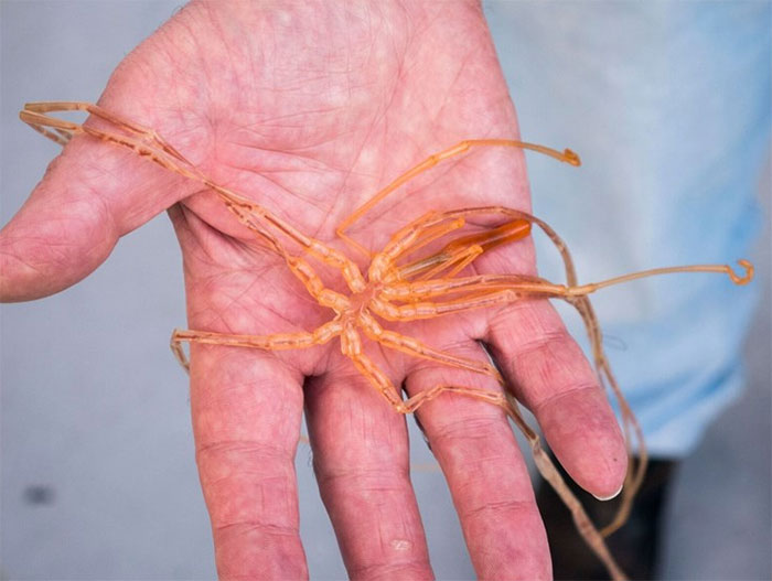 giant anemone sucking sea spiders 12 makhluk dasar laut yang sangat pelik dan dahsyat