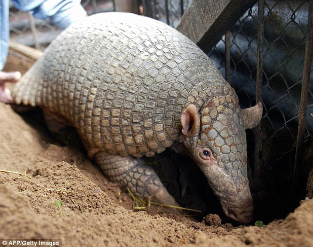 giant armadillos