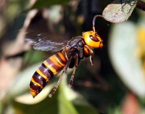 giant hornet